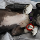 Image for article titled AirTags Are the Perfect Dog-Tracking Device—With the Right Accessory